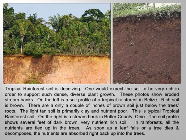 Why do rainforest soils lose nutrients and quickly infertile