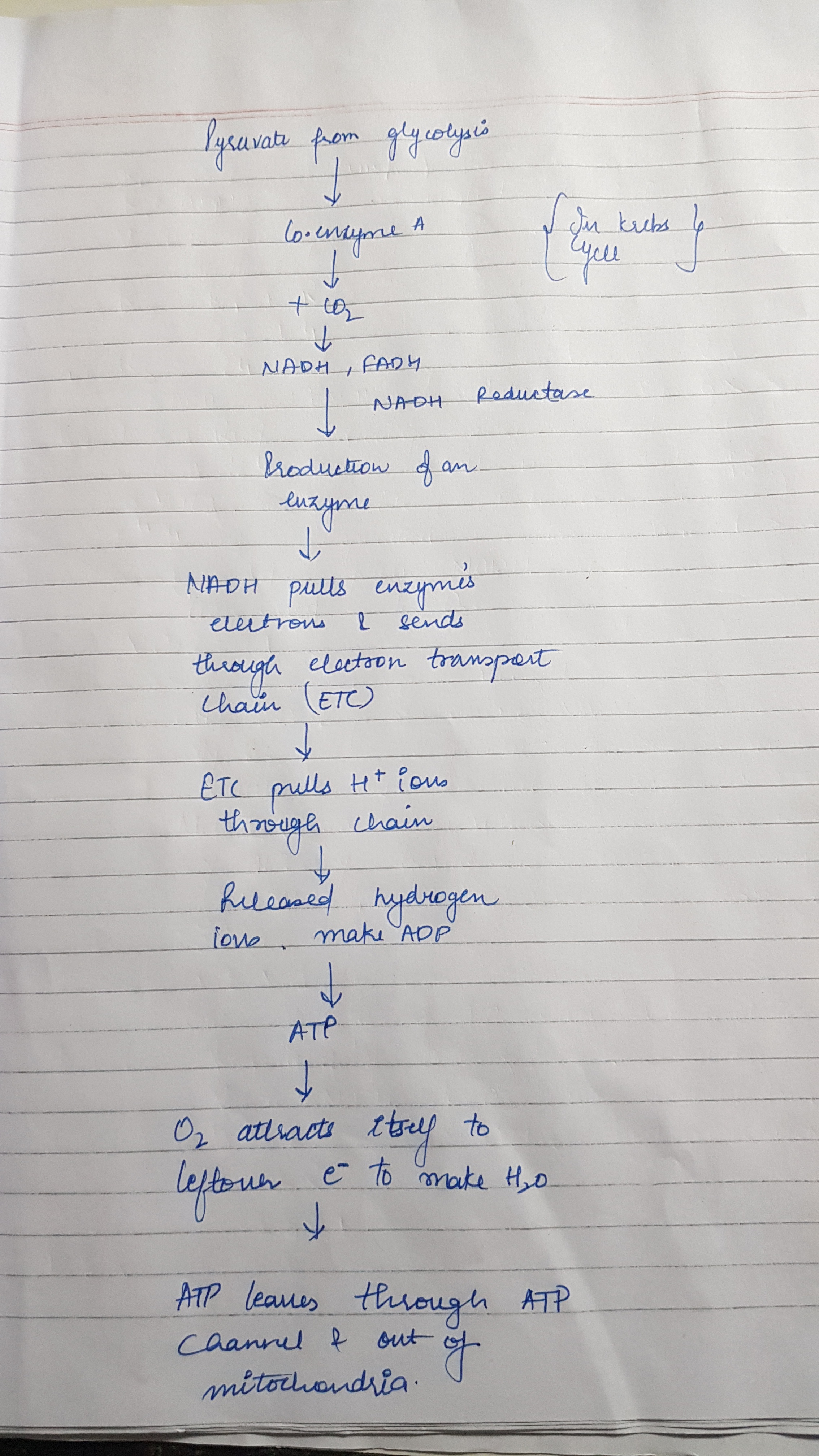 Apa peran NADH dalam produksi ATP? - Quora