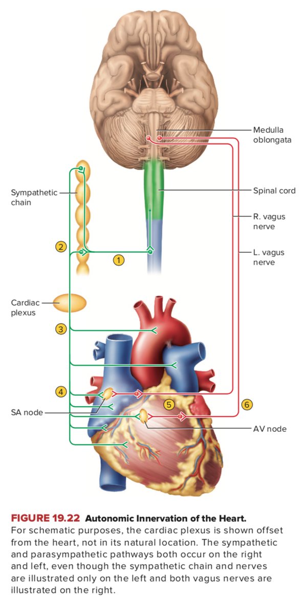 Mengapa saraf simpatis mempengaruhi kecepatan relaksasi jantung tetapi  saraf parasimpatis tidak? - Quora