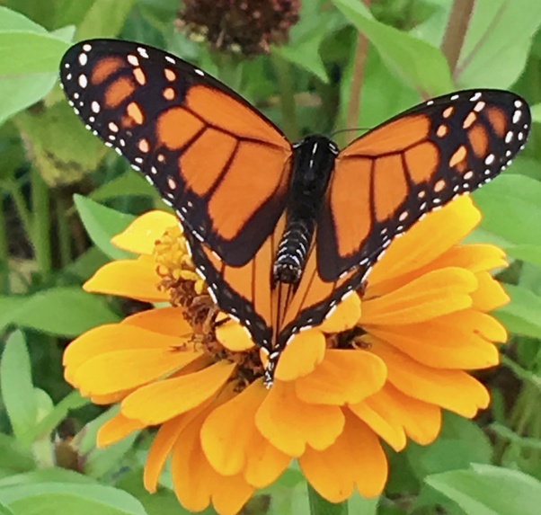 What does it mean to bloom where you�re planted? Quora