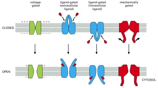How does the body produce electricity? Quora