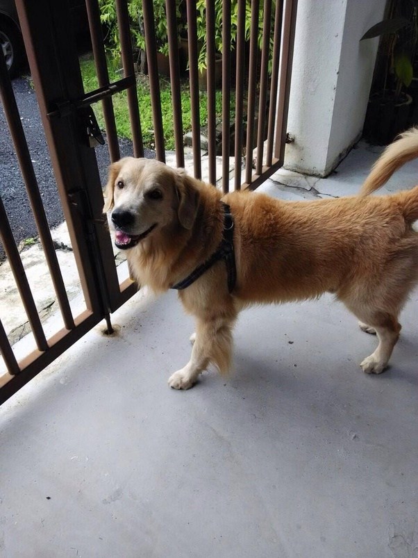 What do cats think about humans? Quora