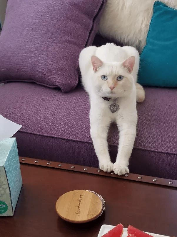 Is it worth it to get a cat? Quora