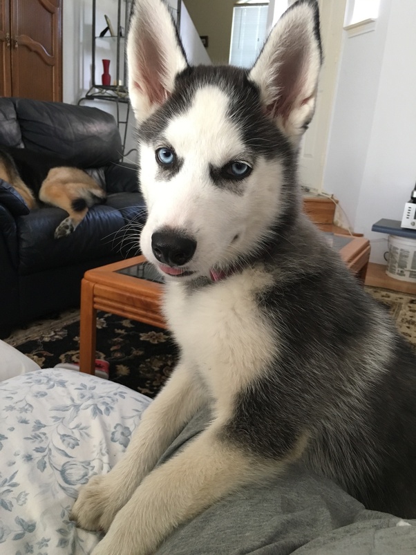 Are Huskies a good pet to have? Quora