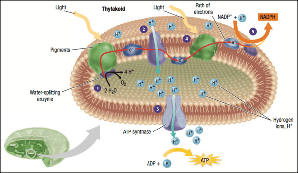 How does the electron transport chain function in photosynthesis? Quora