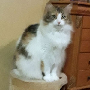 Is your cat sneezing a lot? My cat has been sneezing and coughing for a few days, and ...
