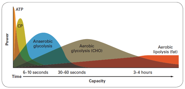 How is energy stored in muscles? Quora