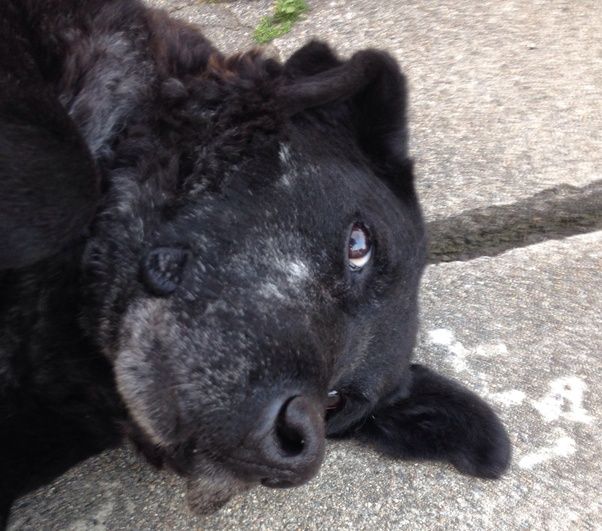 Why does my dog prefer dog treats to its main food? Quora