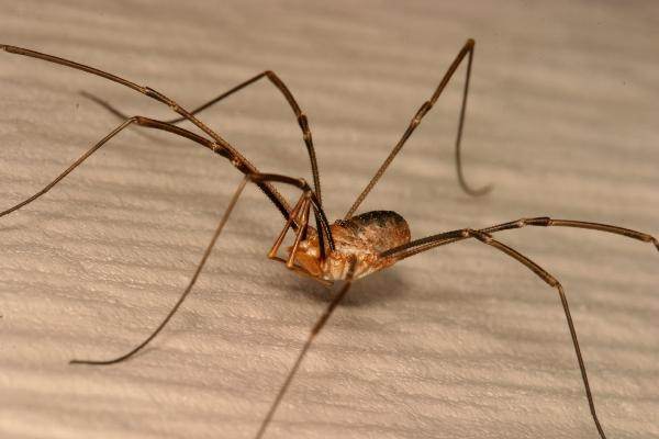 How to prevent from getting a bite of a daddy long legs Quora