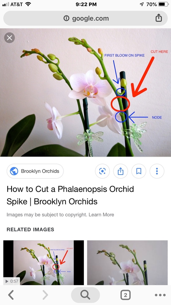 What should I do to encourage my orchids to bloom as often as possible