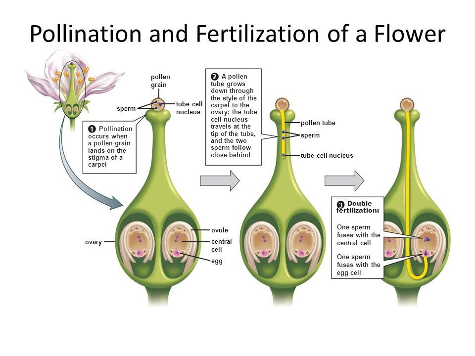 Dimanakah tempat terjadinya pembuahan pada tumbuhan? - Quora