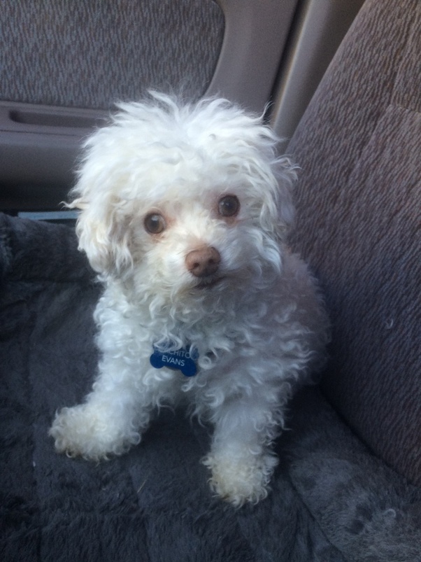 Do dogs know their owner's names? Quora