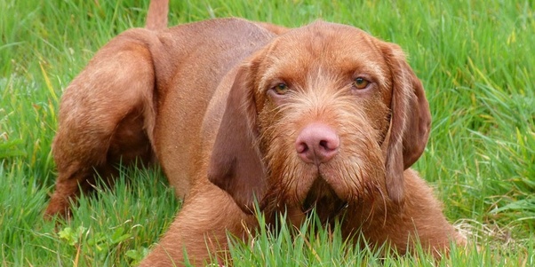 Where can I find a Vizsla Poodle Mix? Quora