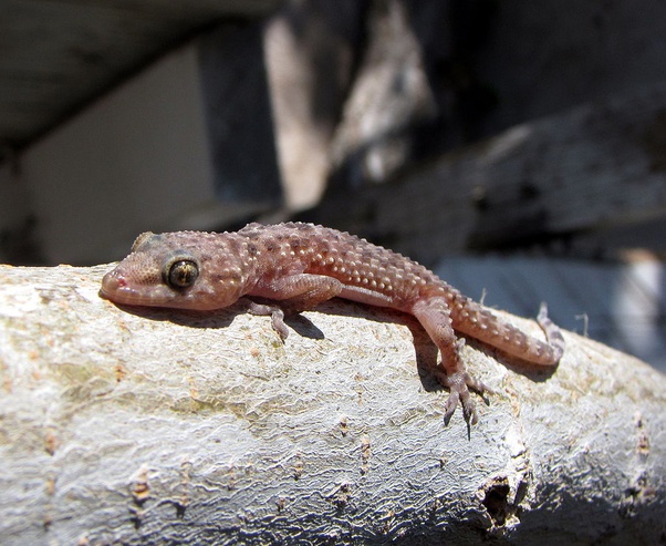 Are there any disadvantages of having wild lizards in the home? Do they