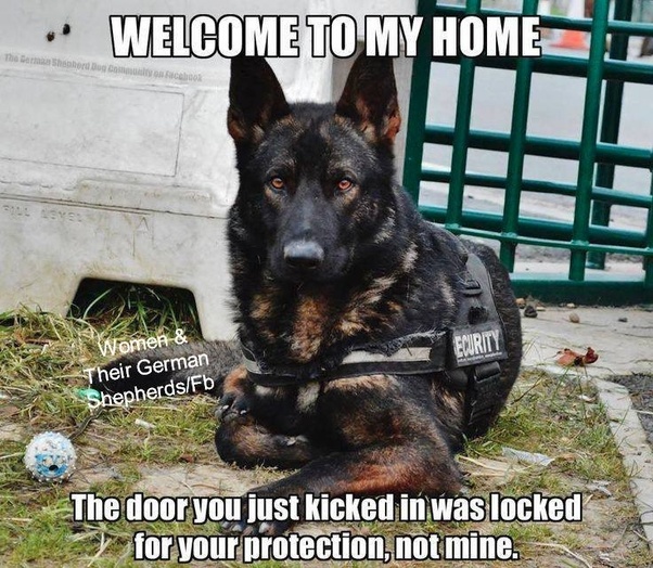 What type of dog would scare a burglar away? Quora