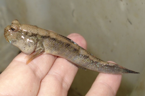 How did frogs evolve to breathe under water? Quora