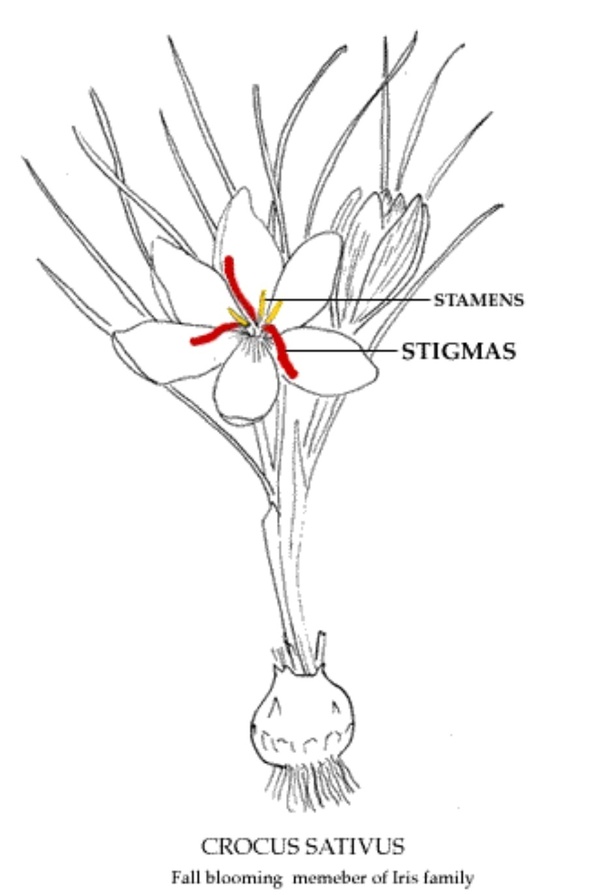 Which part of a plant is Saffron obtained from? Quora