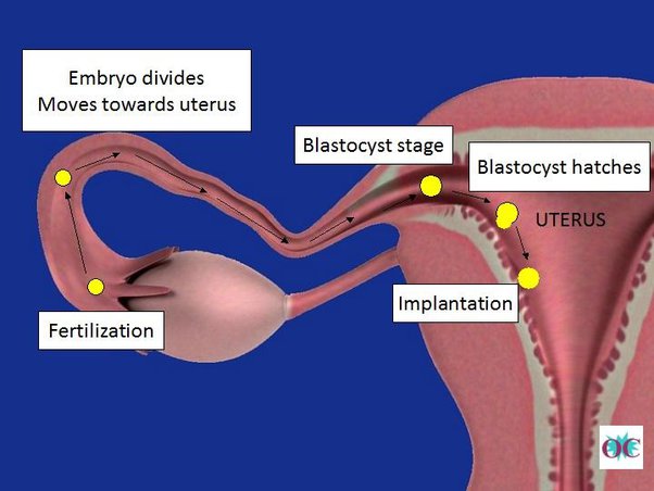 How Many Days After Fertilization Does Implantation Occur? - Quora