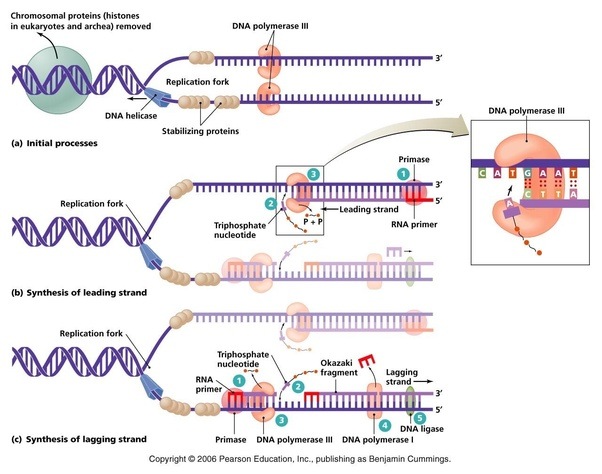 What is the mechanism of DNA primase? Quora