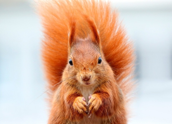 What are some examples of orange animals? Quora