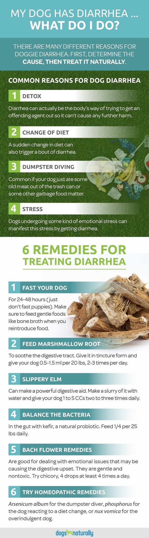 How to help fix my dogs diarrhea Quora