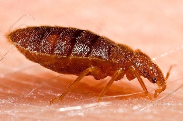 What bug bites at night while sleeping? Quora