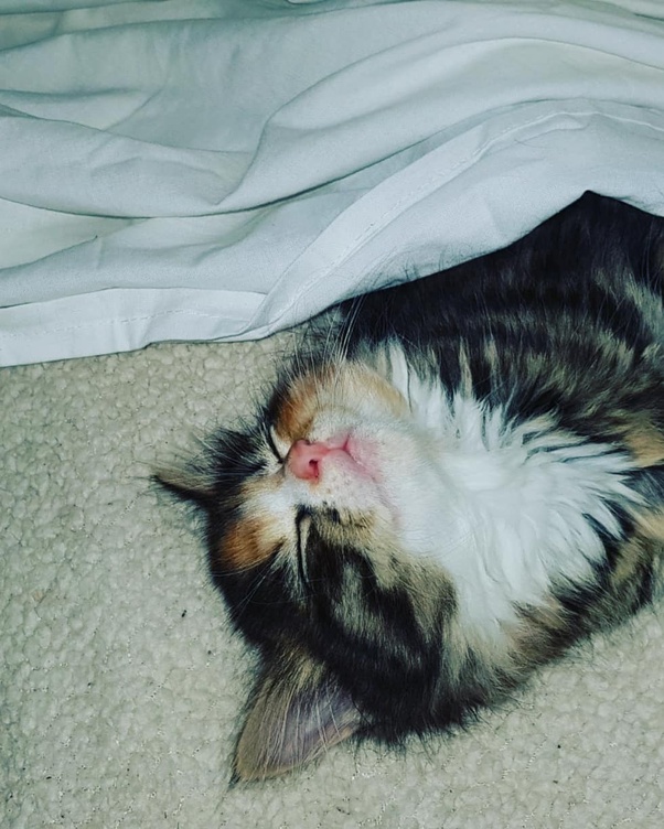 Why do some people hate cats? Quora