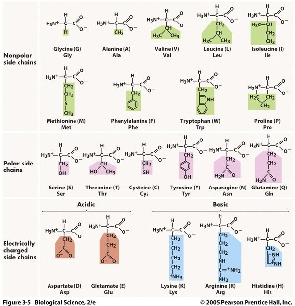 What are the functional groups in amino acids? Quora