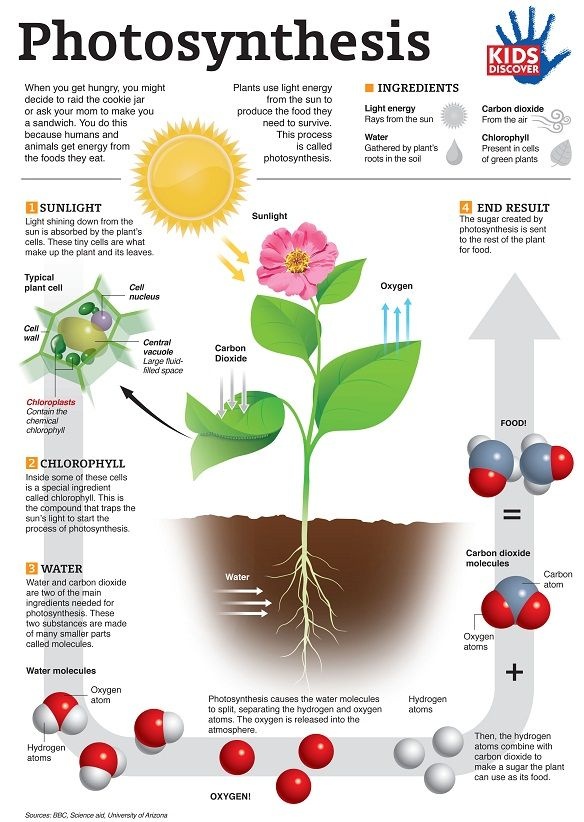 What do you call the foodmaking process in plants? Quora