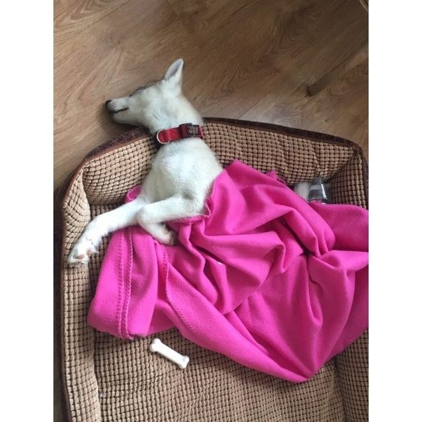 What are the best chew toys for 9 month old husky? Quora