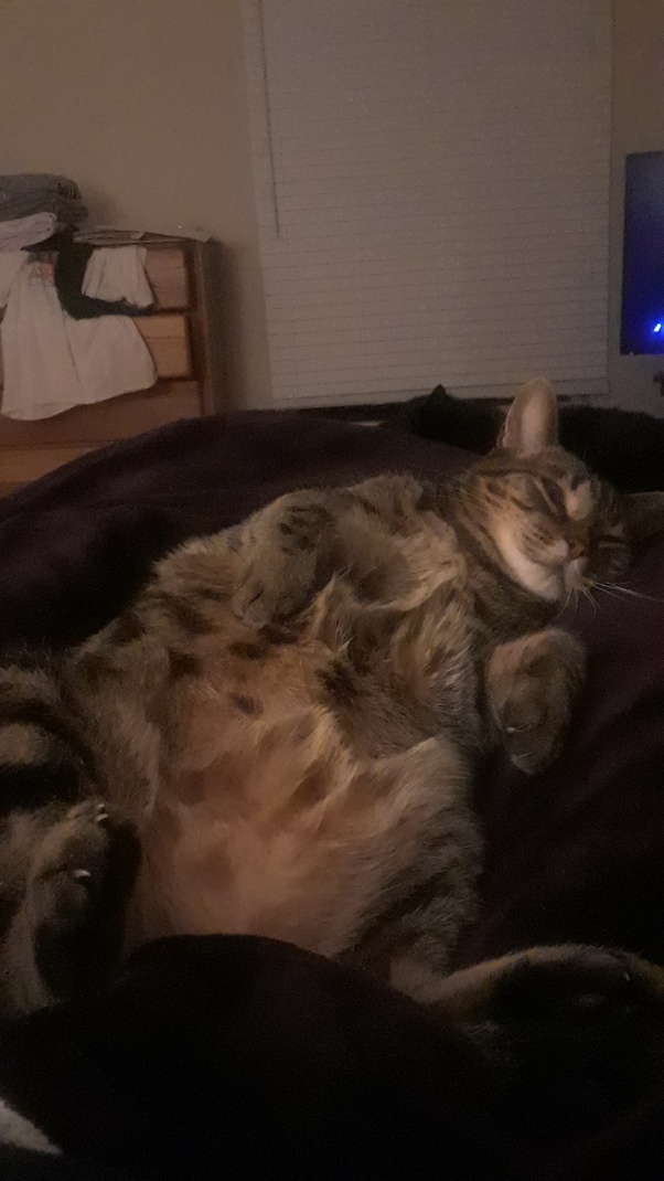 What does it mean if your cat lets you rub his belly? Quora