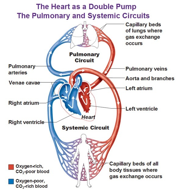 What are the events that occur in the heart during one single heartbeat