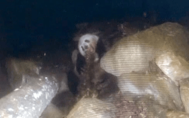 Why do people love Panda bears so much? What is the big deal about them