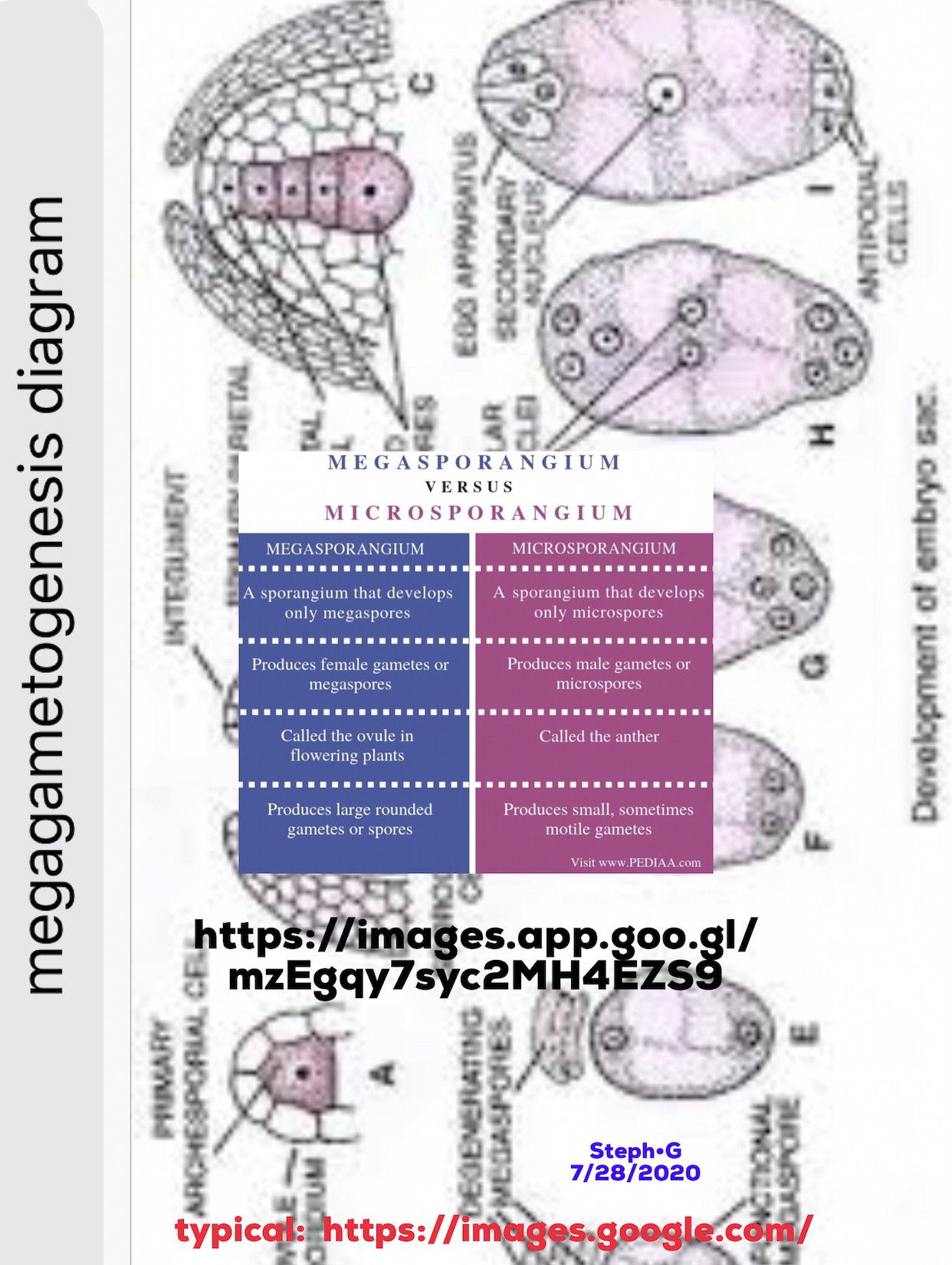 Apa perbedaan antara megasporogenesis dan megagametogenesis? - Quora