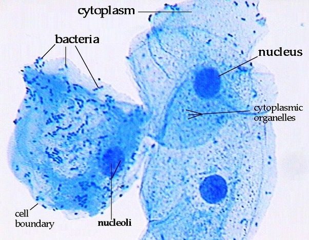 When we see a cheek cell through a microscope, can we see the