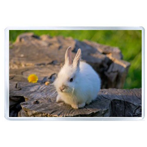 How to build a rabbit cage Quora