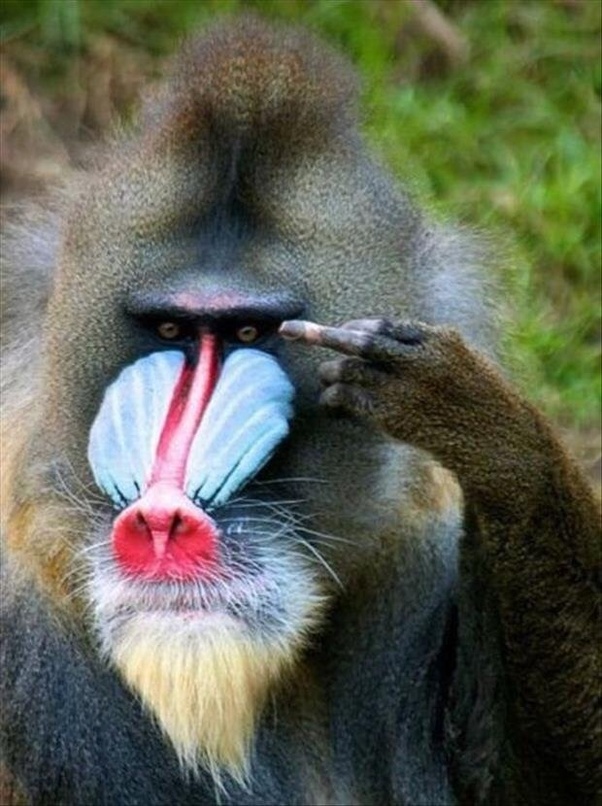 What kind of animal is Rafiki? Quora