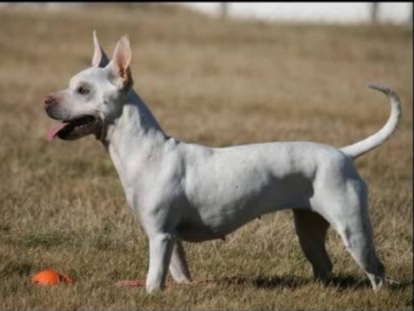 What would a Chihuahua and Great Dane mix look like? Quora