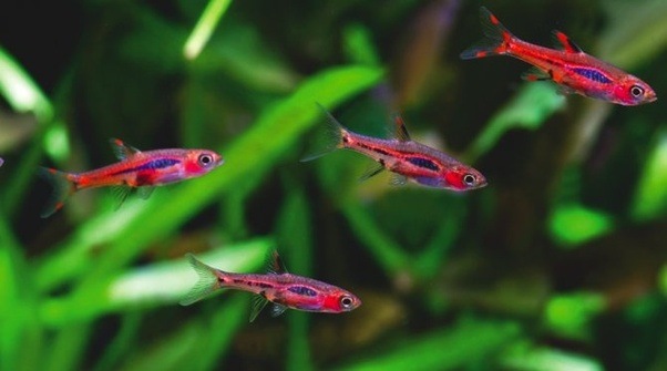 What are best fresh water fishes for aquarium? Quora