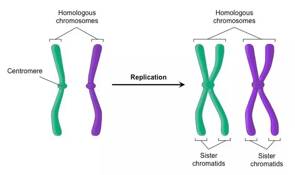 How do sister chromatids differ from homologous chromosomes? How do