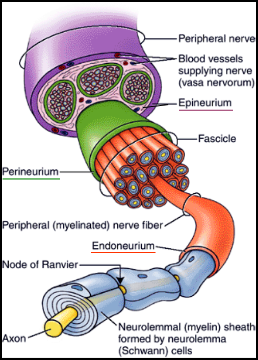 What are the differences between a neuron, a nerve fibre, a nerve, and