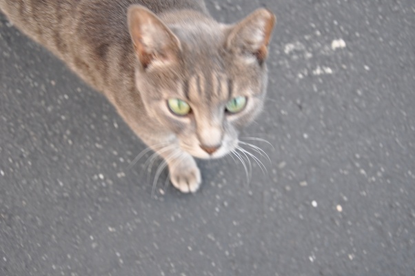 Can a cat distinguish accidentally stepping on its tail from something