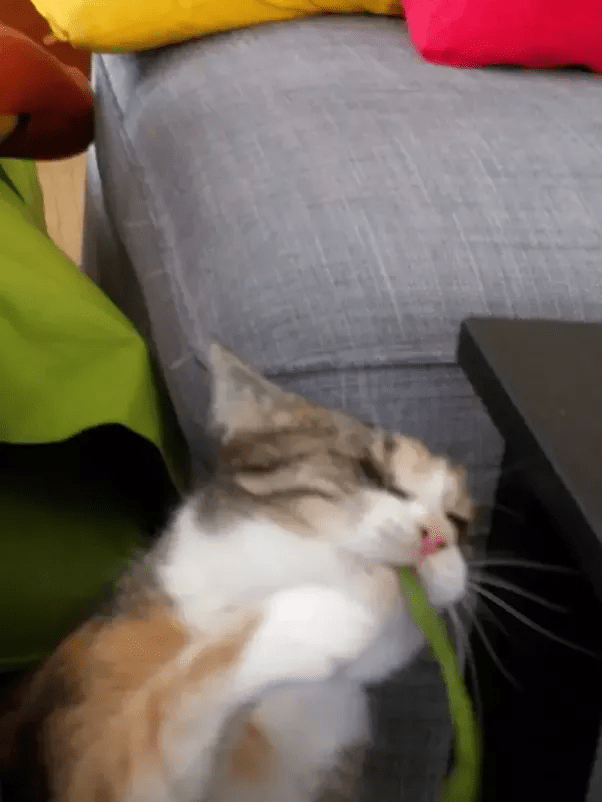 Why does my cat attack and climb all the way up my leg when he's hungry