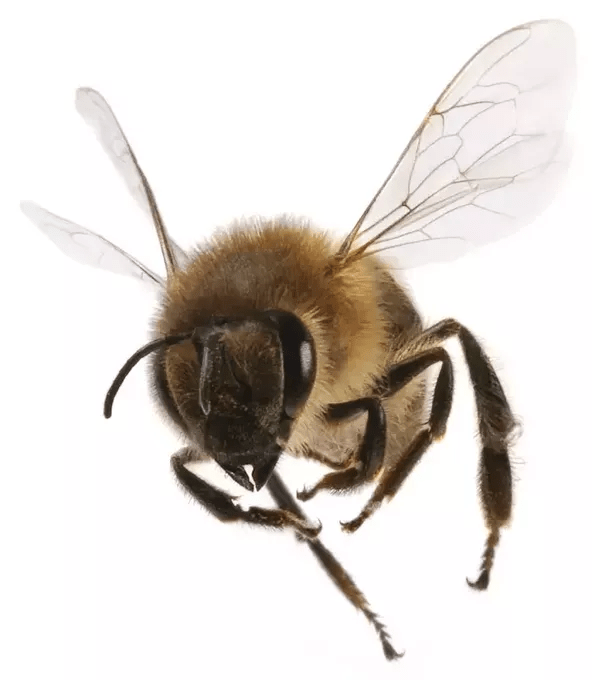 How many wings does a bee have? Quora