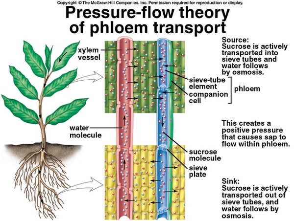 😍 Phloem examples. What is an example of xylem. 20190220