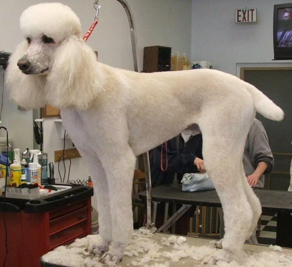 How often does a standard poodle need to be groomed? How much does it