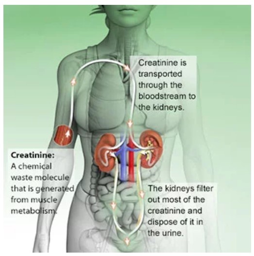 Should I use creatine for muscle building? If yes, how much and when