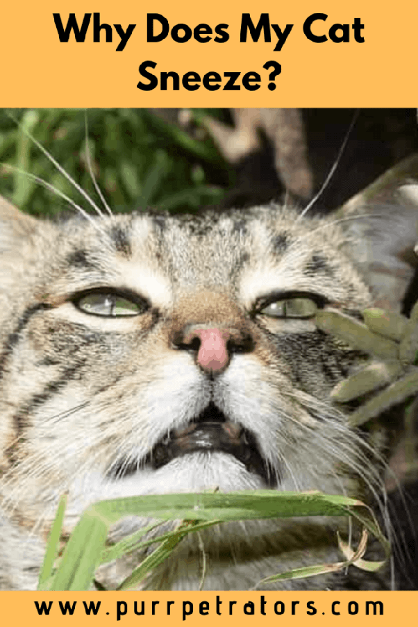 50 Populer Why Does My Cat Sneeze So Much