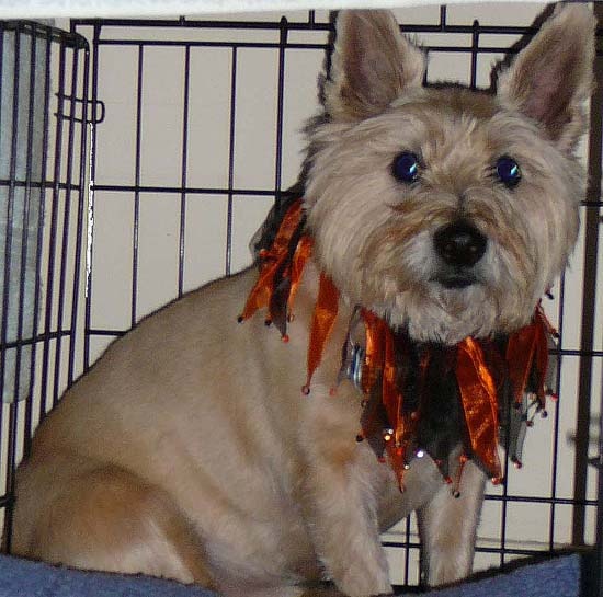 Why do dogs like to be in crates? Quora