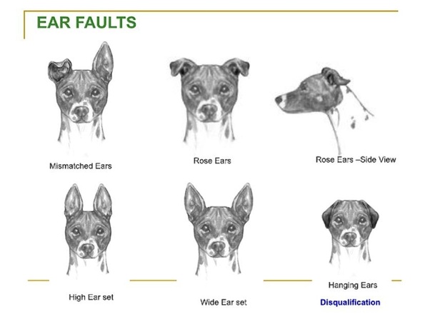Why does my dog always have her ears back? Quora
